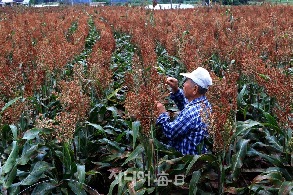 수수 익는 가을 스케치