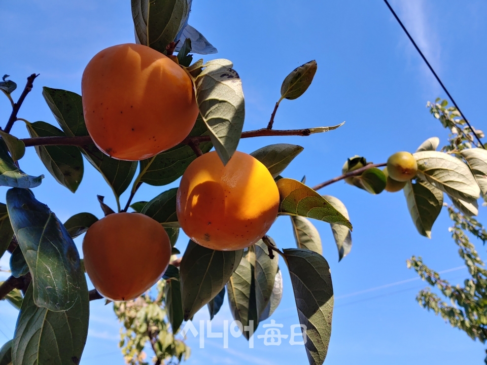 니가 왜 거기서 나오는 감?