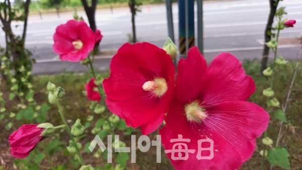 접시꽃 모습