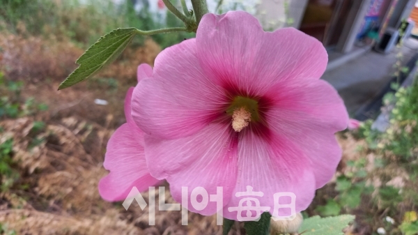 분홍색 접시꽃. 여관구 기자