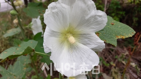 흰색 접시꽃 모습. 여관구 기자