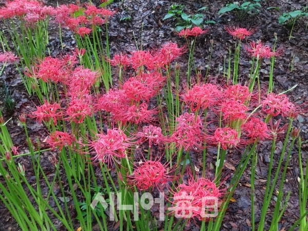 상사화와 석산(꽃무릇)의 공통점과 차이점