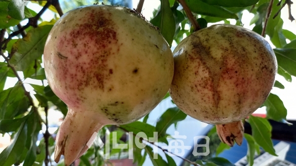 '석류'가 우리 건강에 미치는 영향