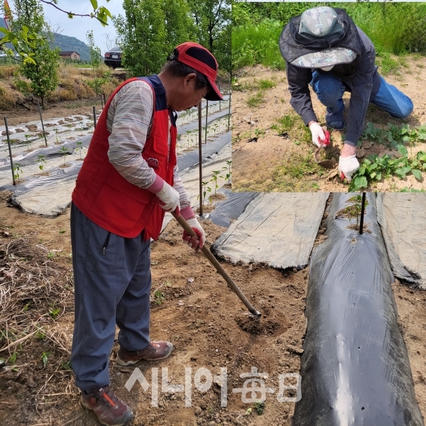 [꽃 피어날 추억] (62) 우리의 토종 농기구 호미